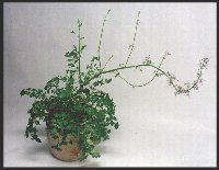 Petromarula pinnata