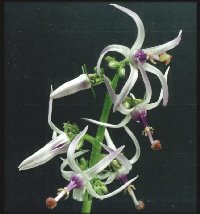 Petromarula pinnata