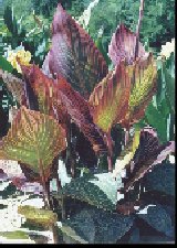 Canna 'Phaison'