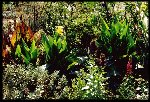 Canna 'Phaison', Canna 'Stuttgart', Chrysanthemum pacificum 'Pink Ice', Lobelia x gerardii 'Vedrarienisis' and Lobelia 'Red Beauty'