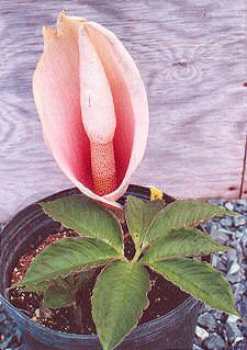 Weird Dude's Plant Zoo
