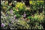 Patrinia scabiosifolia, Caryopteris x clandonensis, and Mimulus lewisii
