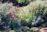 Gladiolus, Buddleia, Artemisia, & Eupatorium hang out happily together.
