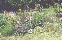 Lily Garden in June