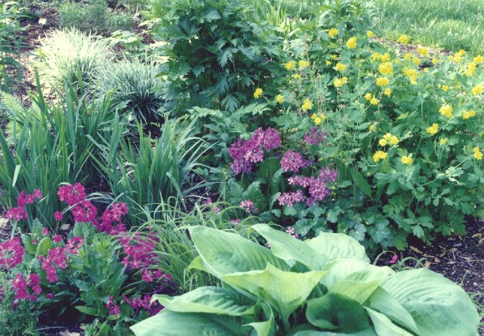 Primula sieboldii, Hosta 'Sum and Substance', Chelidonium majus 'Flore Plena', and Arrhenatherum bulbosum 'Variegatum'