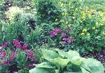 Hosta 'Sum & Substance', Primula sieboldii, Chelidonium majus 'Flore Plena', Arrhenatherum elatius var. bulbosum 'Variegatum'