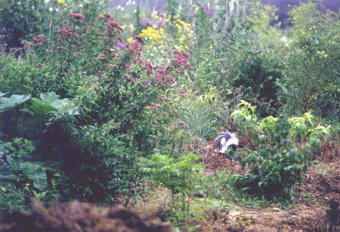 'I know I dropped my pepper spray in this garden somewhere....'